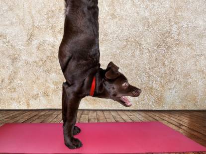Le doga, ou yoga pour chiens : une manière originale de renforcer les liens avec son chien