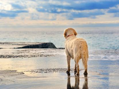 Un chien blanc de dos sur la plage observe la mer et les vagues