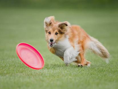 Un chien court dans l'herbe après un frisbee