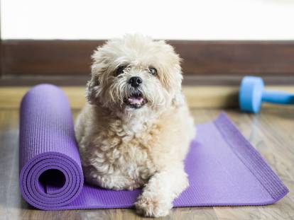 Le fitness canin : faire faire du fitness à son chien