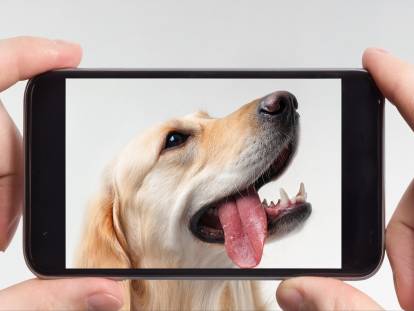 Prendre son chien en photo : comment faire une séance photo