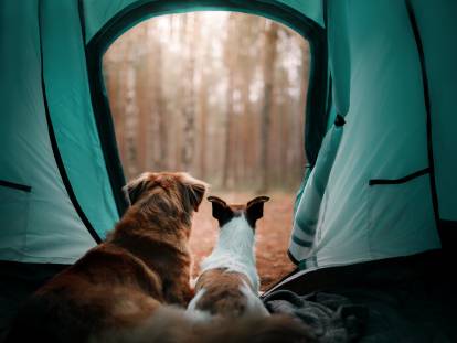 Deux chiens installés dans une tente regardent à l'extérieur