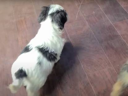 Ces deux chiens Cock-A-Tzu veulent jouer avec leur maître