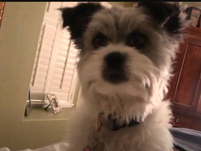 Les activit&eacute;s d'une Shi Chi pendant une journ&eacute;e