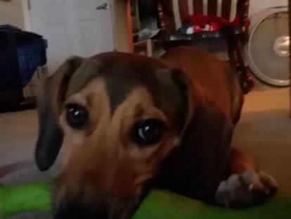 Un Doxle joue avec un jouet qui couine