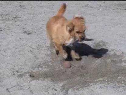 Une Doxie-Chon à la plage