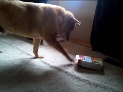 Un Akita Chow joue avec une boîte en carton