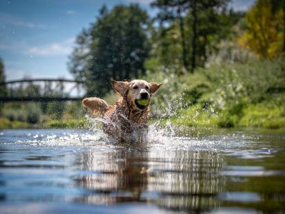 Un chien courant dans une rivière avec une balle de tennis dans la gueule