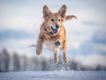 Un chien heureux bondit dans la neige