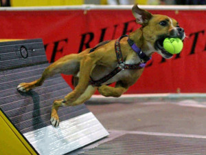 Un chien sur une flybox tenant une balle dans la gueule