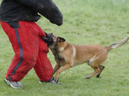 Sport canin : Qu'est-ce que le Mondioring ?