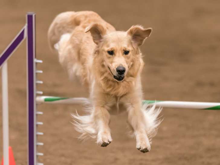 Les jeux sportifs pour jouer avec son chien