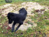 L'évolution d'un Flat Coated Retriever de 8 semaines à 8 mois