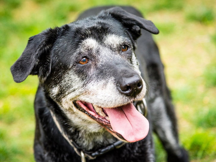 Adopter un chien âgé permet d'éviter les mauvaises surprises