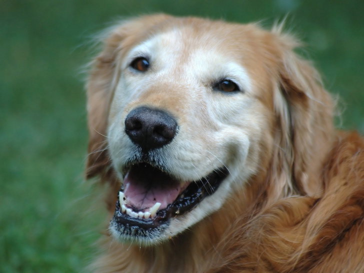 Un vieux chien n'est pas forcément en mauvaise santé
