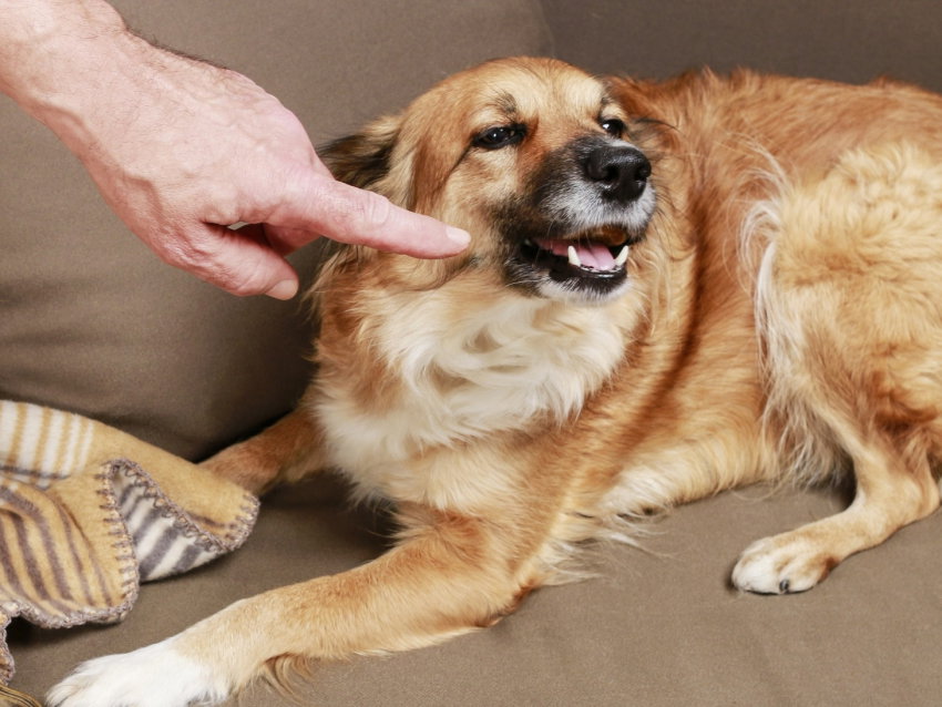 Fixer des limites à son chien