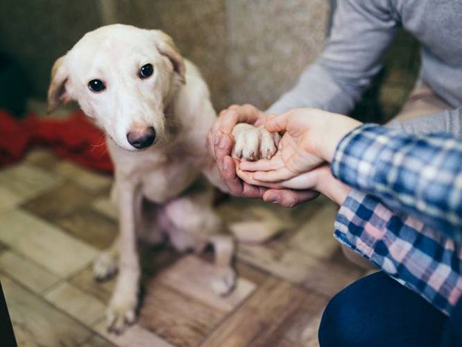 Les chiens de refuge sont socialisés