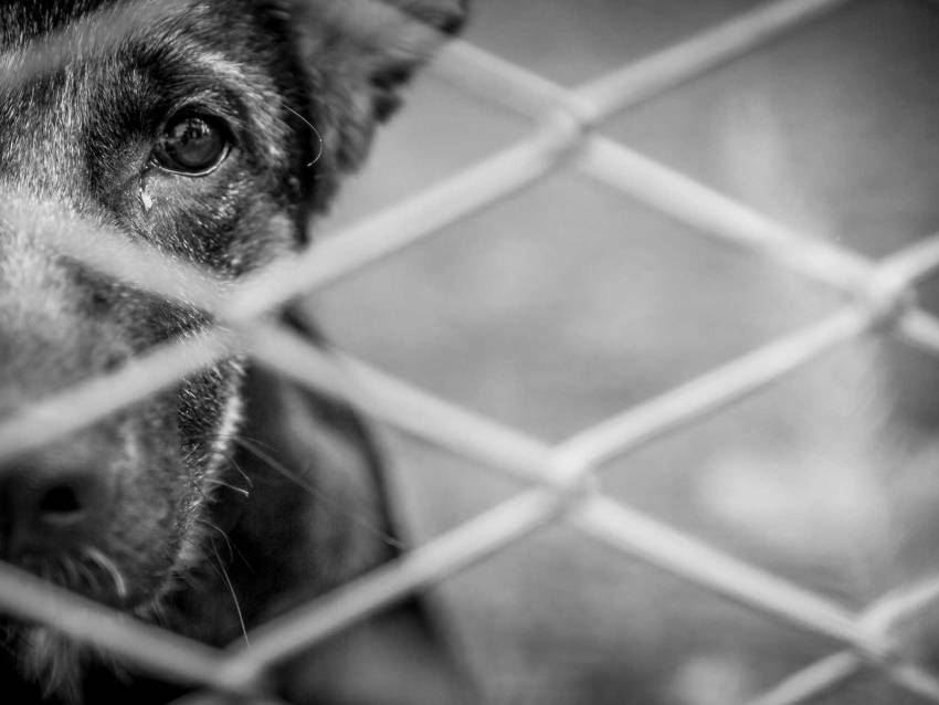 Les chiens sont bien traités dans les refuges