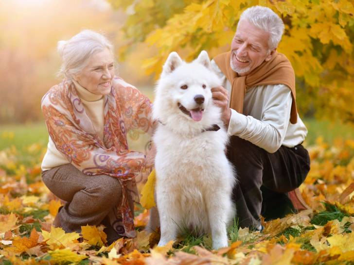 Adoption 12 raisons et avantages d'adopter un chien âgé