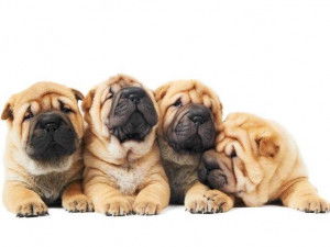 Comment Choisir Son Chiot Au Sein Dune Portée