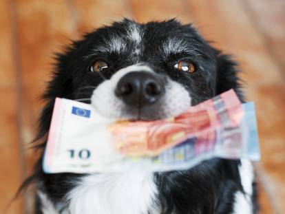 Les races de chien les moins chères à adopter en France & Belgique