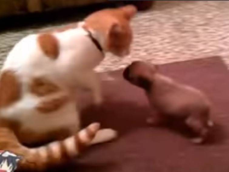 Des Chats Rencontrent Des Chiots Pour La Première Fois Vidéo