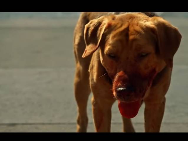 Reve De Chien Qui M Attaque Extrait du film « White God » (2014) : une attaque des chiens (vidéo)