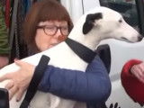 Une association sauve des Galgos Espagnols maltraités