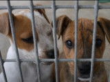 Une marche contre les usines à chiots à Québec