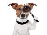 Jack Russel avec une loupe