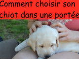 Des conseils pour bien choisir son chiot dans une portée