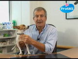 Comment choisir son chien