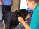 Retrouvailles d’un Rottweiler avec son maître après 8 ans de séparation