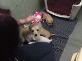 Une chienne retrouve ses chiots après avoir été abandonnée