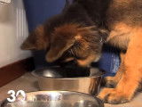 Conseils pour bien accueillir un chiot
