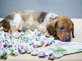 Un chiot allongé à côté d'un tas de billets de banque