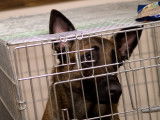 Adopter un chien de laboratoire