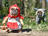 Un Bouledogue Français portant un costume rouge et bleu et tenant un panier