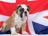 Un chiot Bouledogue Anglais devant un drapeau anglais