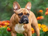 Un chien Bouledogue Français dans un jardin avec des fleurs