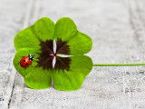 Un trèfle à quatre feuilles avec une coccinelle