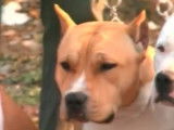 Etes vous fait pour avoir un American Staffordshire Terrier ?