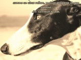 Adoption d'un lévrier Galgo Espagnol