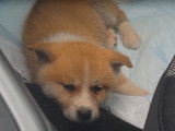 Adoption d'un charmant petit Akita Inu
