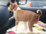 Première année passée avec un Basenji