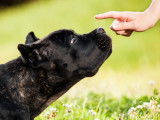 25 races de chien à réserver à un maître expérimenté