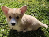 Un chiot Welsh Corgi Pembroke et son nouveau foyer familial
