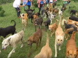 Le plus grand refuge pour chiens du monde