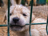 Les usines à chiots et l'élevage intensif de chiens