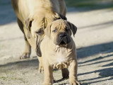 De jeunes chiots Boerboel prêts à être adoptés